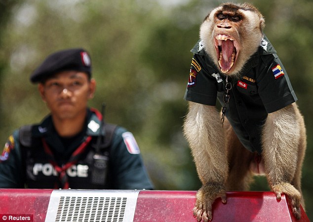 Thai monkey cop.jpg (68 KB)